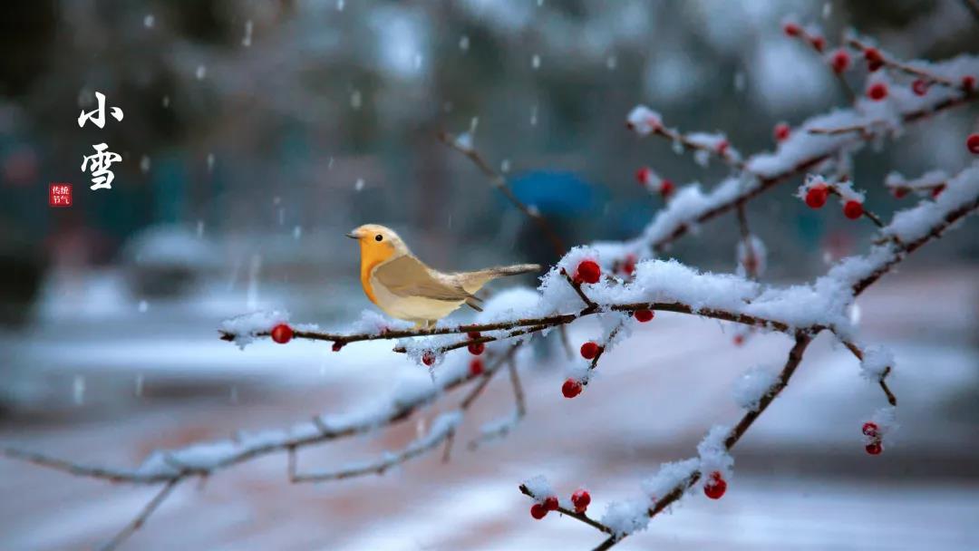 小雪 ▎等一地雪白，與歲月慢酌