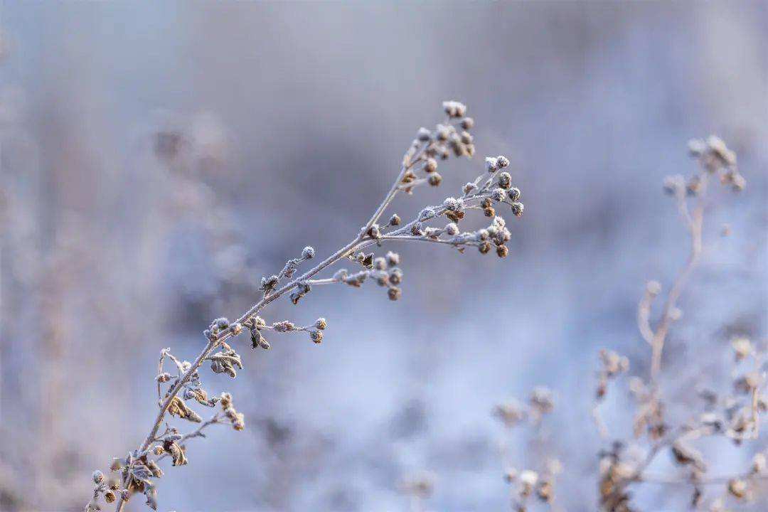 小雪 ▎冬藏萬物，歲月沉香